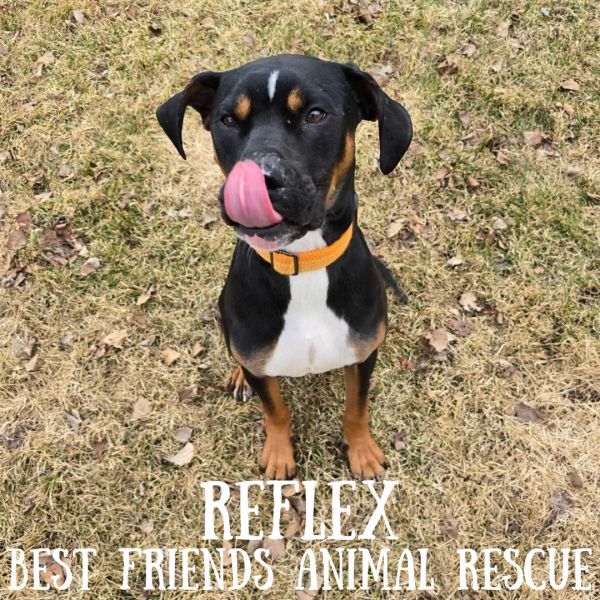 Reflex thumbnail 4