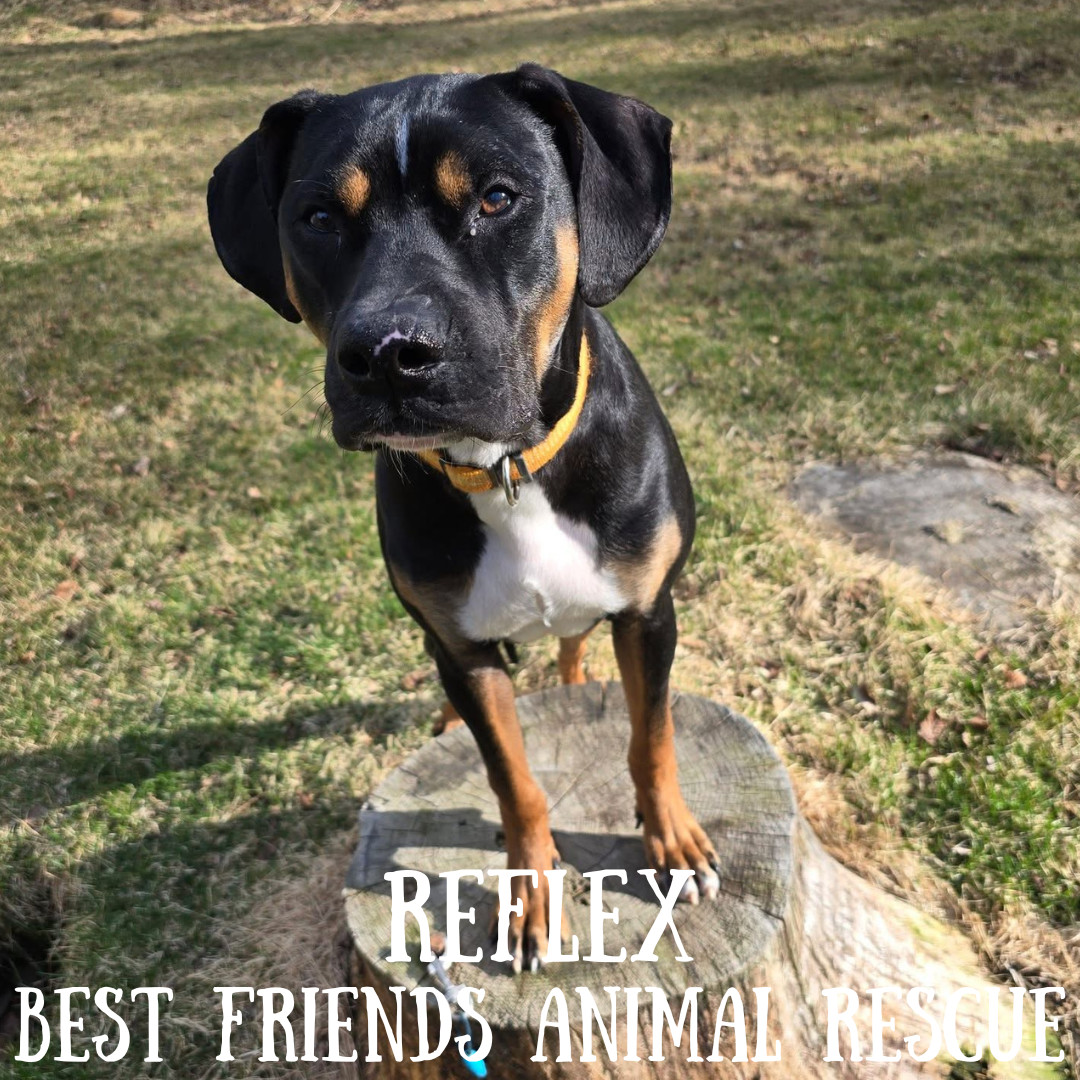 Reflex, an adoptable American Bulldog in Wasilla, AK, 99654 | Photo Image 4