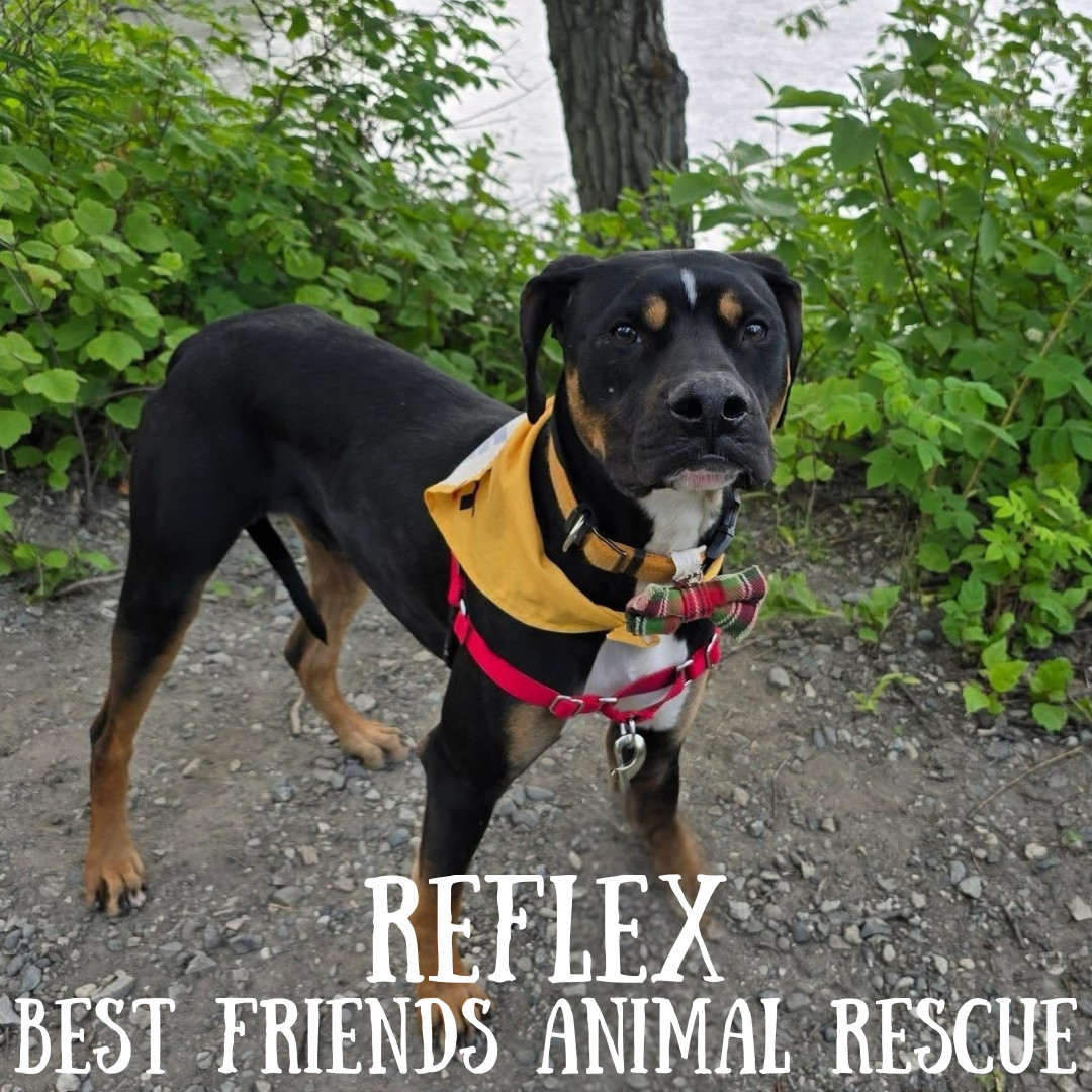 Reflex, an adoptable American Bulldog in Wasilla, AK, 99654 | Photo Image 5