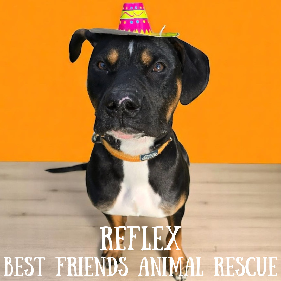 Reflex, an adoptable American Bulldog in Wasilla, AK, 99654 | Photo Image 6