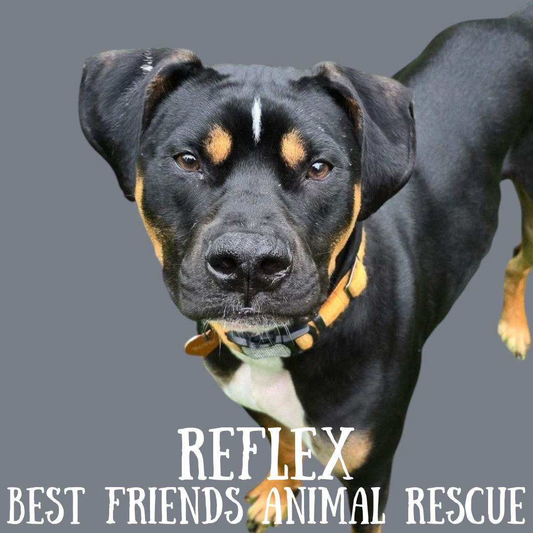 Reflex, an adoptable American Bulldog in Wasilla, AK, 99654 | Photo Image 6