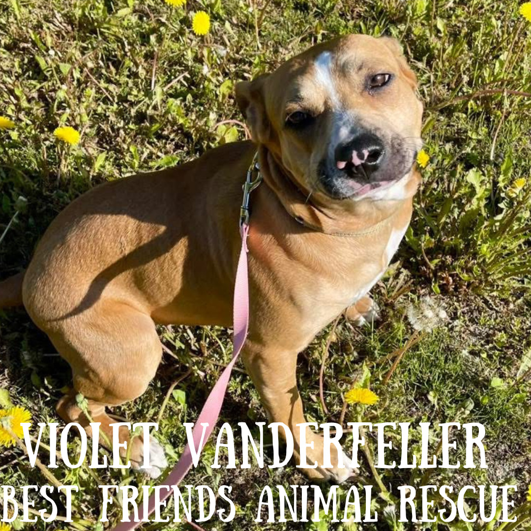 Violet Vanderfeller, an adoptable American Bulldog in Wasilla, AK, 99654 | Photo Image 1