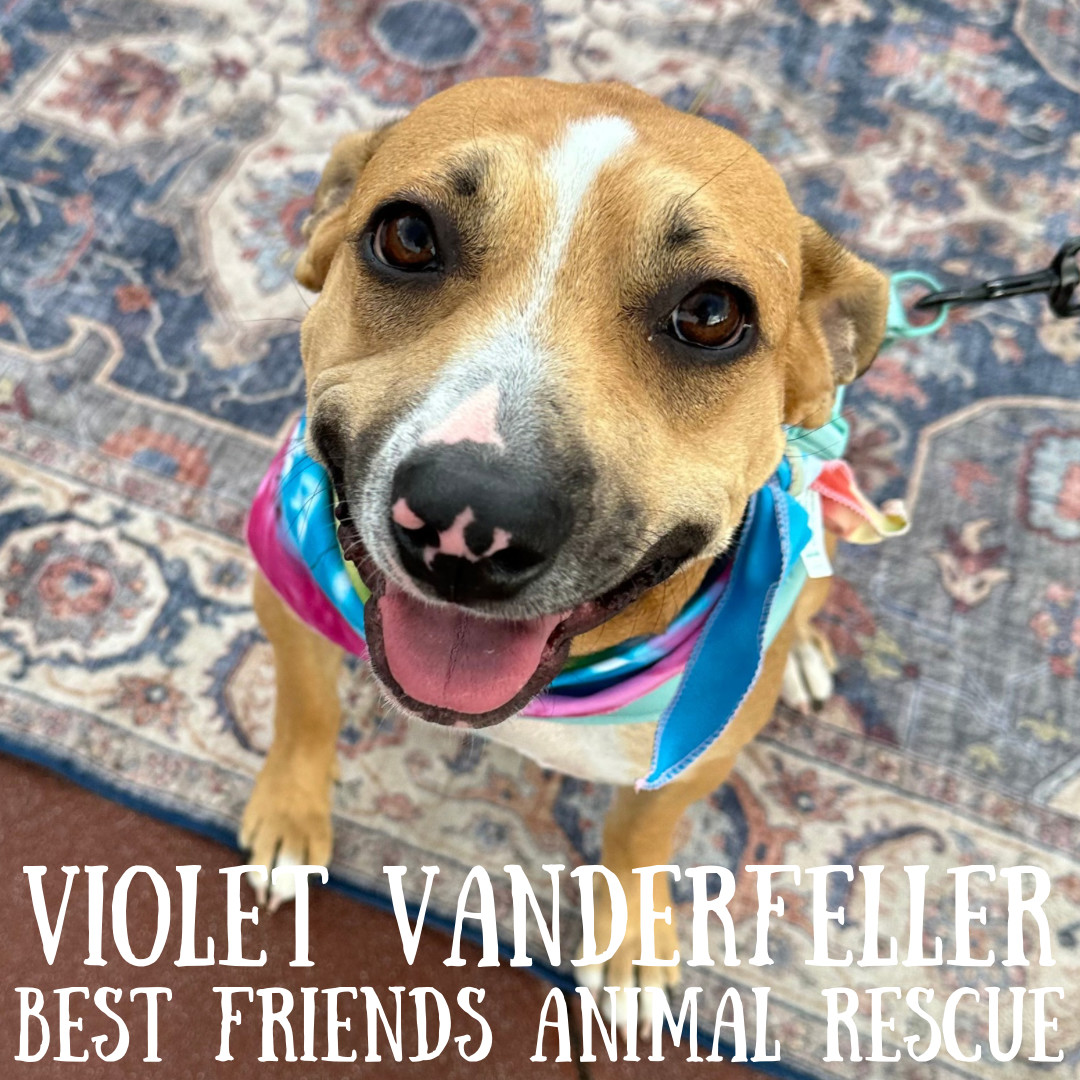 Violet Vanderfeller, an adoptable American Bulldog in Wasilla, AK, 99654 | Photo Image 1