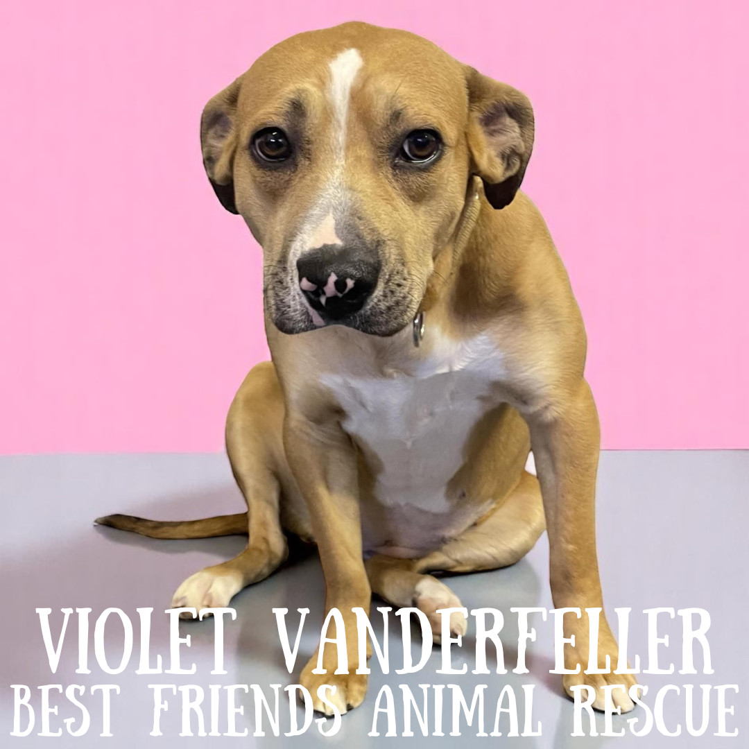 Violet Vanderfeller