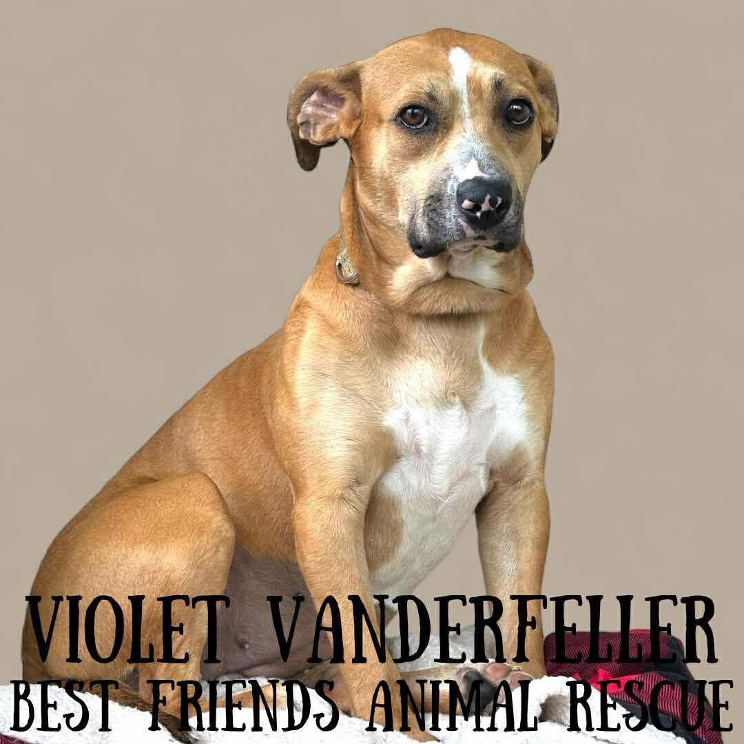 Violet Vanderfeller, an adoptable American Bulldog in Wasilla, AK, 99654 | Photo Image 4
