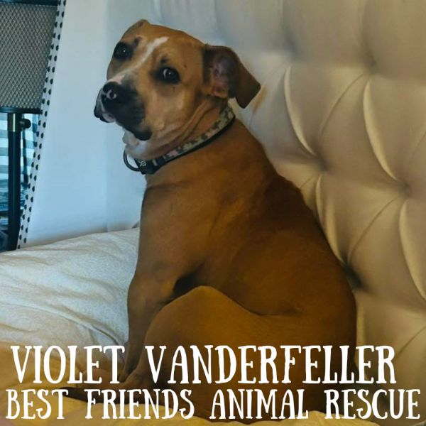 Violet Vanderfeller thumbnail 5
