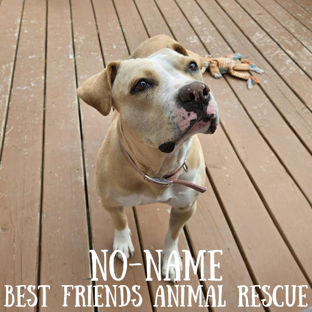 No-Name, an adoptable American Bulldog in Wasilla, AK, 99654 | Photo Image 1