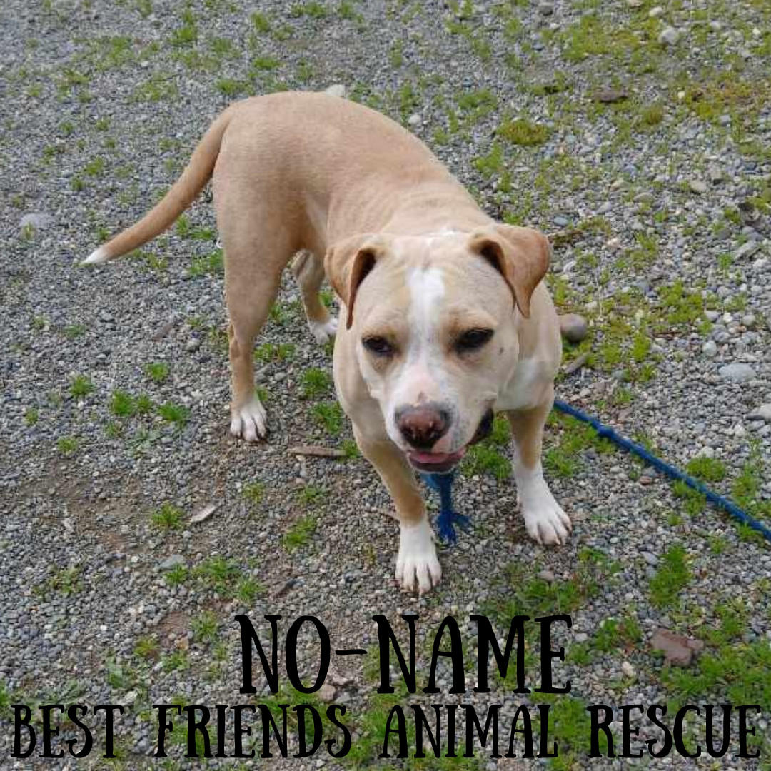 No-Name, an adoptable American Bulldog in Wasilla, AK, 99654 | Photo Image 2