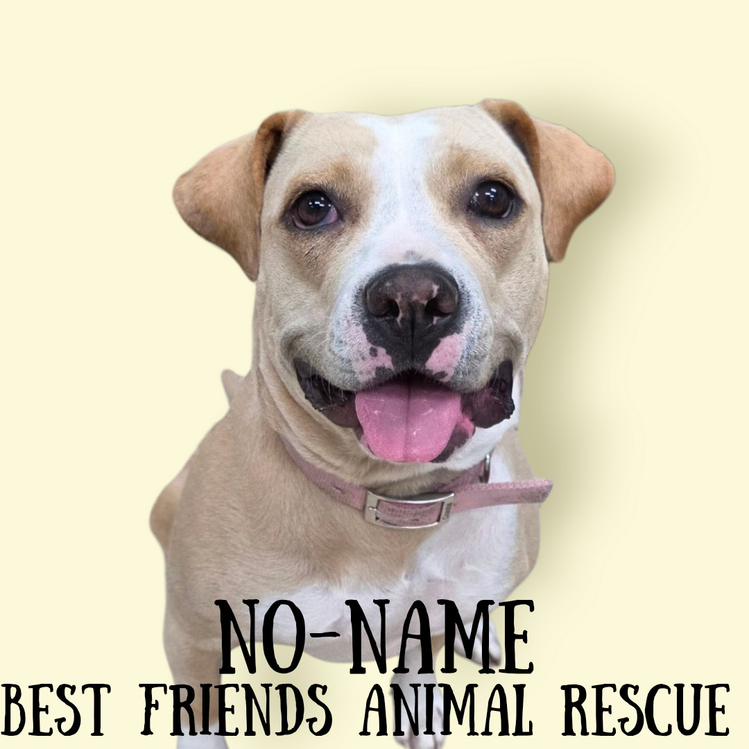 No-Name, an adoptable American Bulldog in Wasilla, AK, 99654 | Photo Image 3