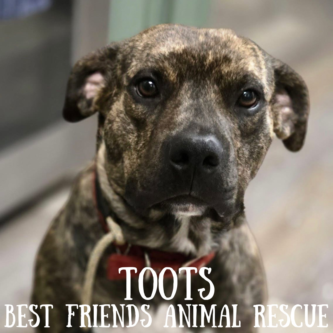 Toots, an adoptable American Bulldog in Wasilla, AK, 99654 | Photo Image 1