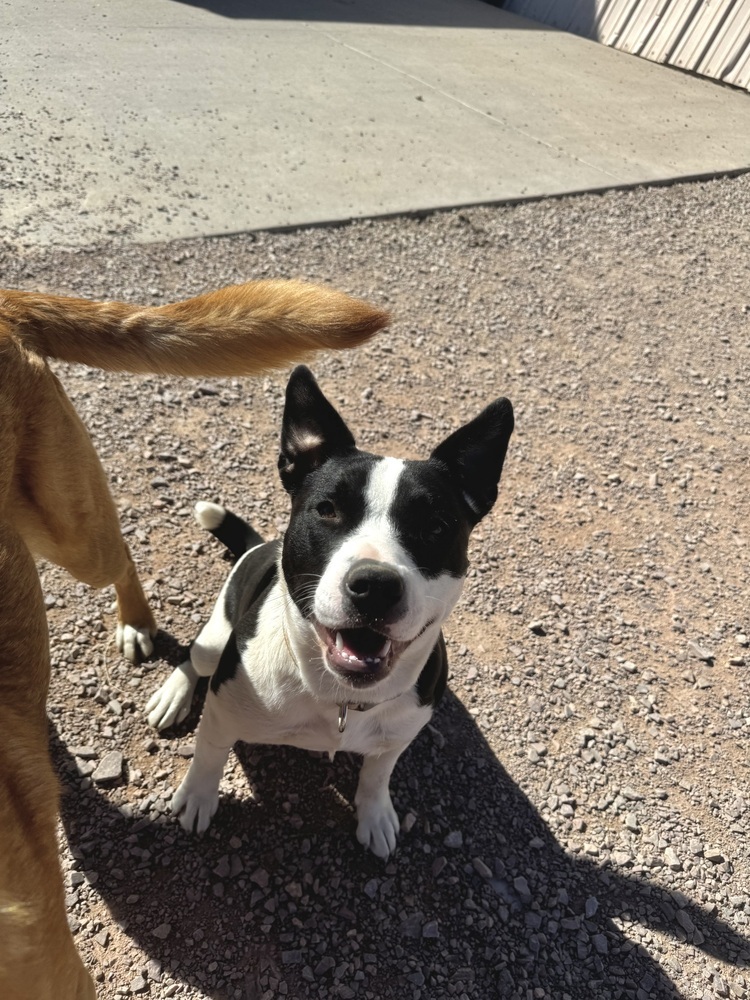 Annie, an adoptable Mixed Breed in Rapid City, SD, 57702 | Photo Image 2