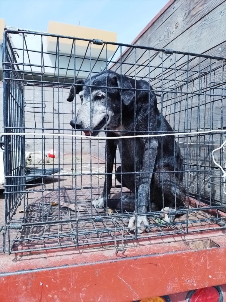 Gretchen, an adoptable Black Labrador Retriever in San Juan de Abajo, NAY, 63732 | Photo Image 2