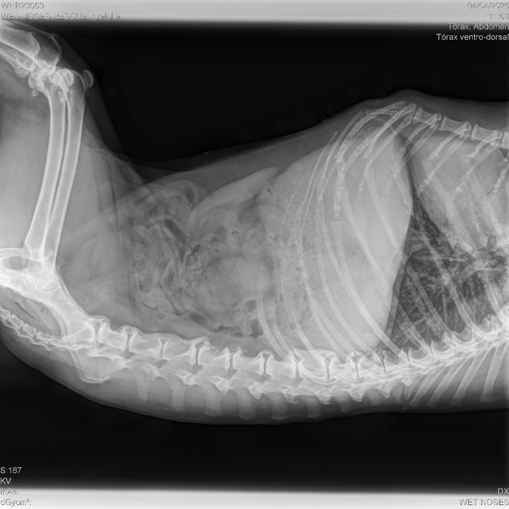 Gretchen, an adoptable Black Labrador Retriever in San Juan de Abajo, NAY, 63732 | Photo Image 3