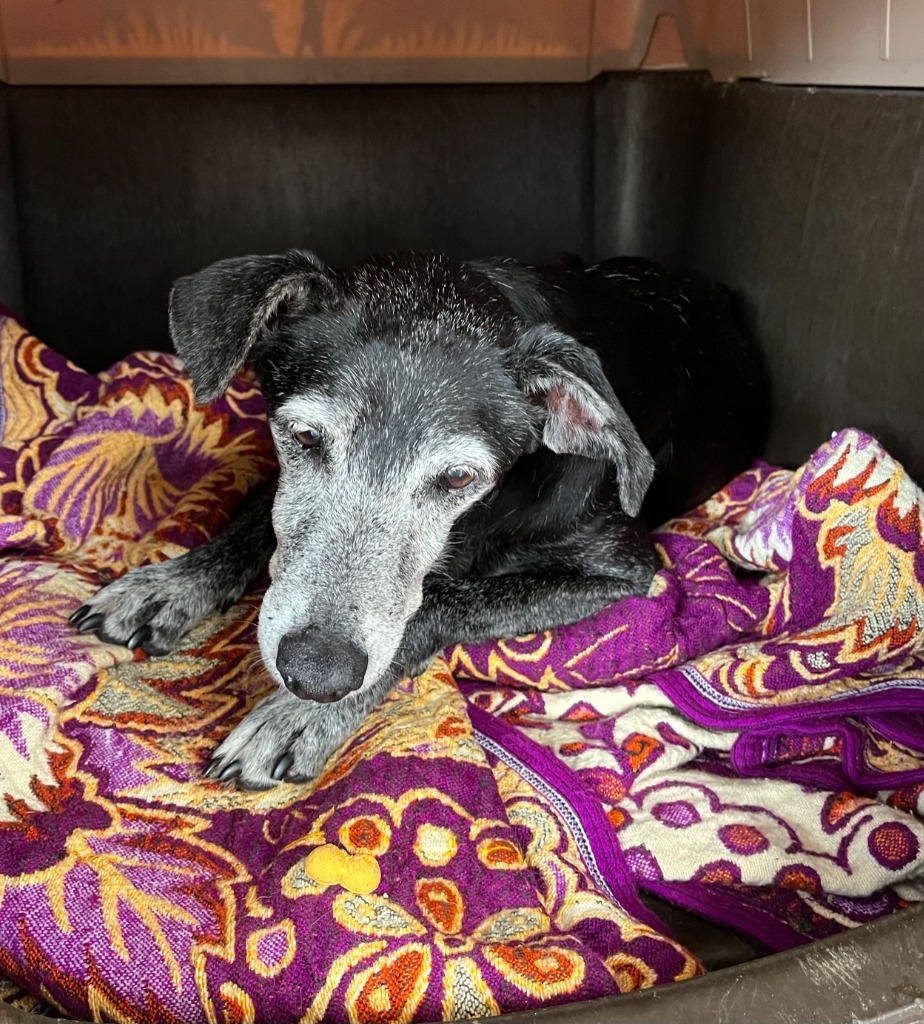 Gretchen, an adoptable Black Labrador Retriever in San Juan de Abajo, NAY, 63732 | Photo Image 3