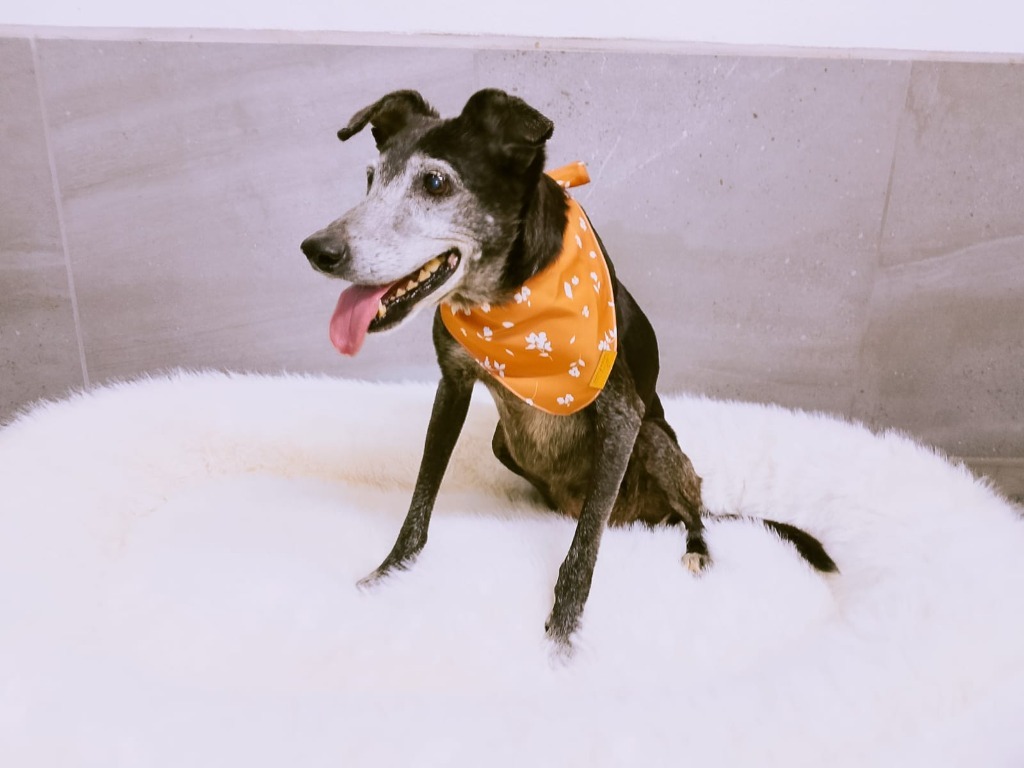 Gretchen, an adoptable Black Labrador Retriever in San Juan de Abajo, NAY, 63732 | Photo Image 4