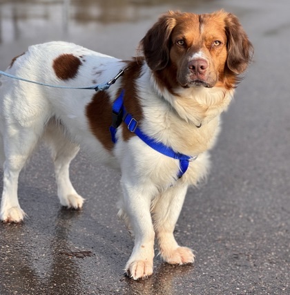 Buck, an adoptable Mixed Breed in Gwinn, MI, 49841 | Photo Image 1