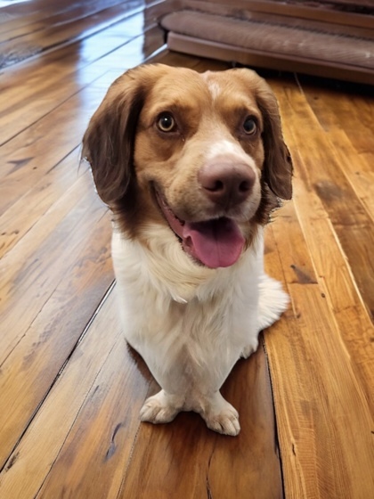 Buck, an adoptable Mixed Breed in Gwinn, MI, 49841 | Photo Image 2