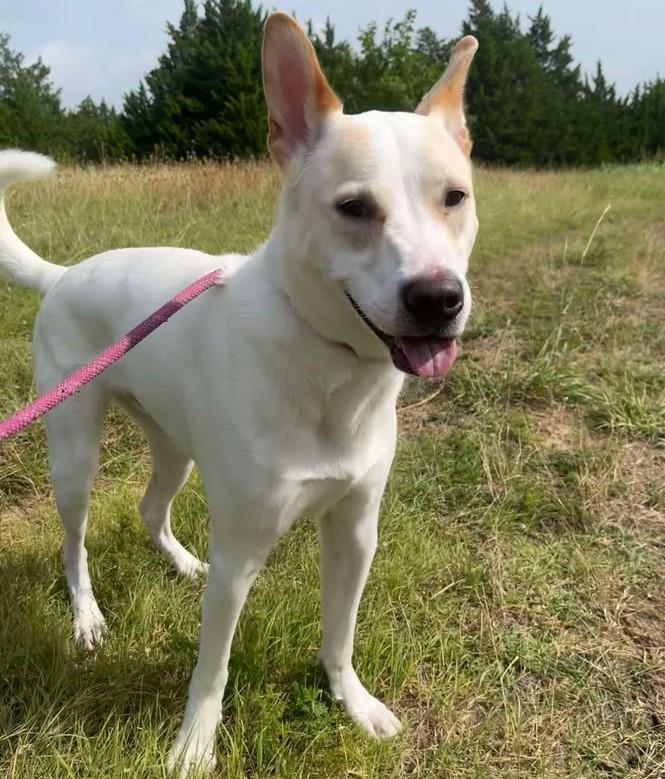 Lucky - $75 Adoption Fee! Diamond Dog!
