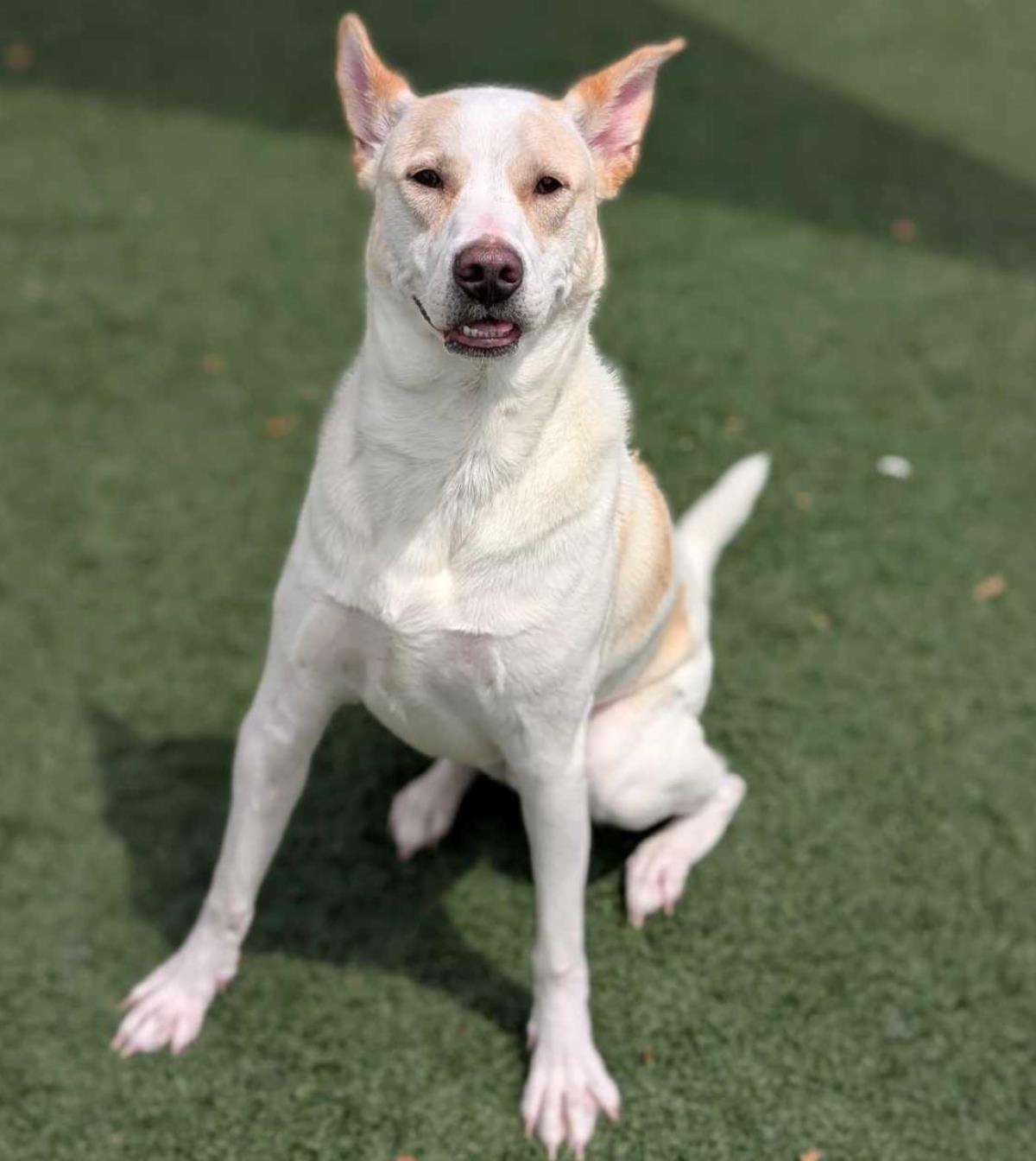 Lucky - $75 Adoption Fee! Diamond Dog!