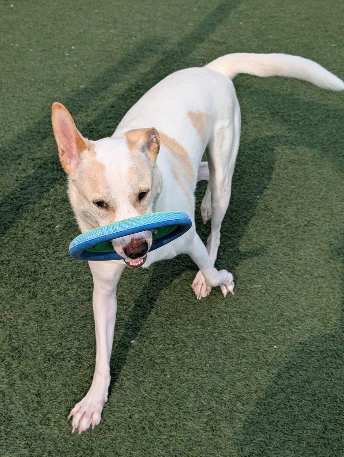 Lucky - $75 Adoption Fee! Diamond Dog!