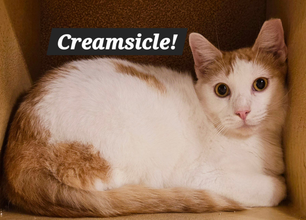 Creamcicle