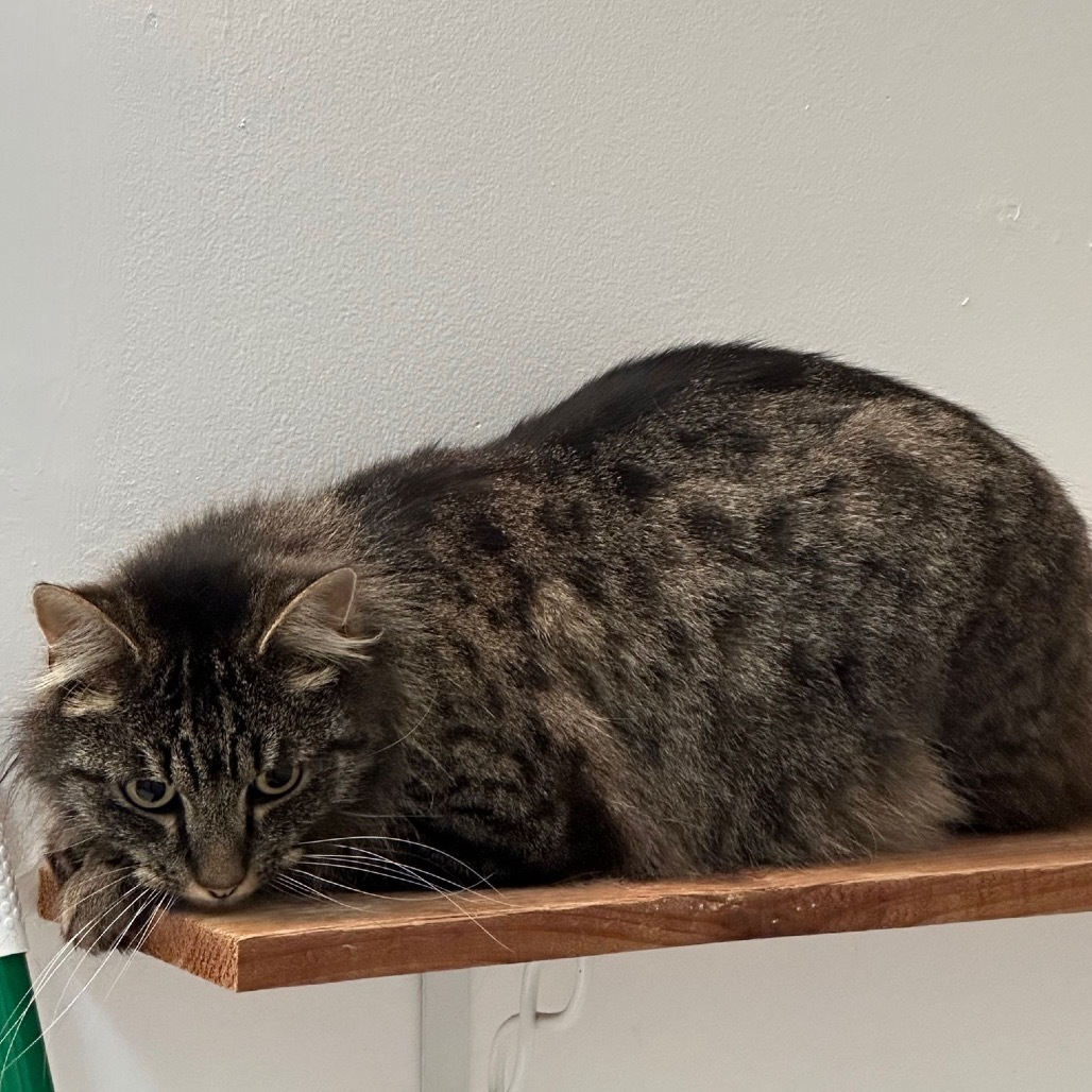 Merlin