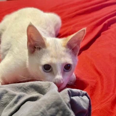 Fidget