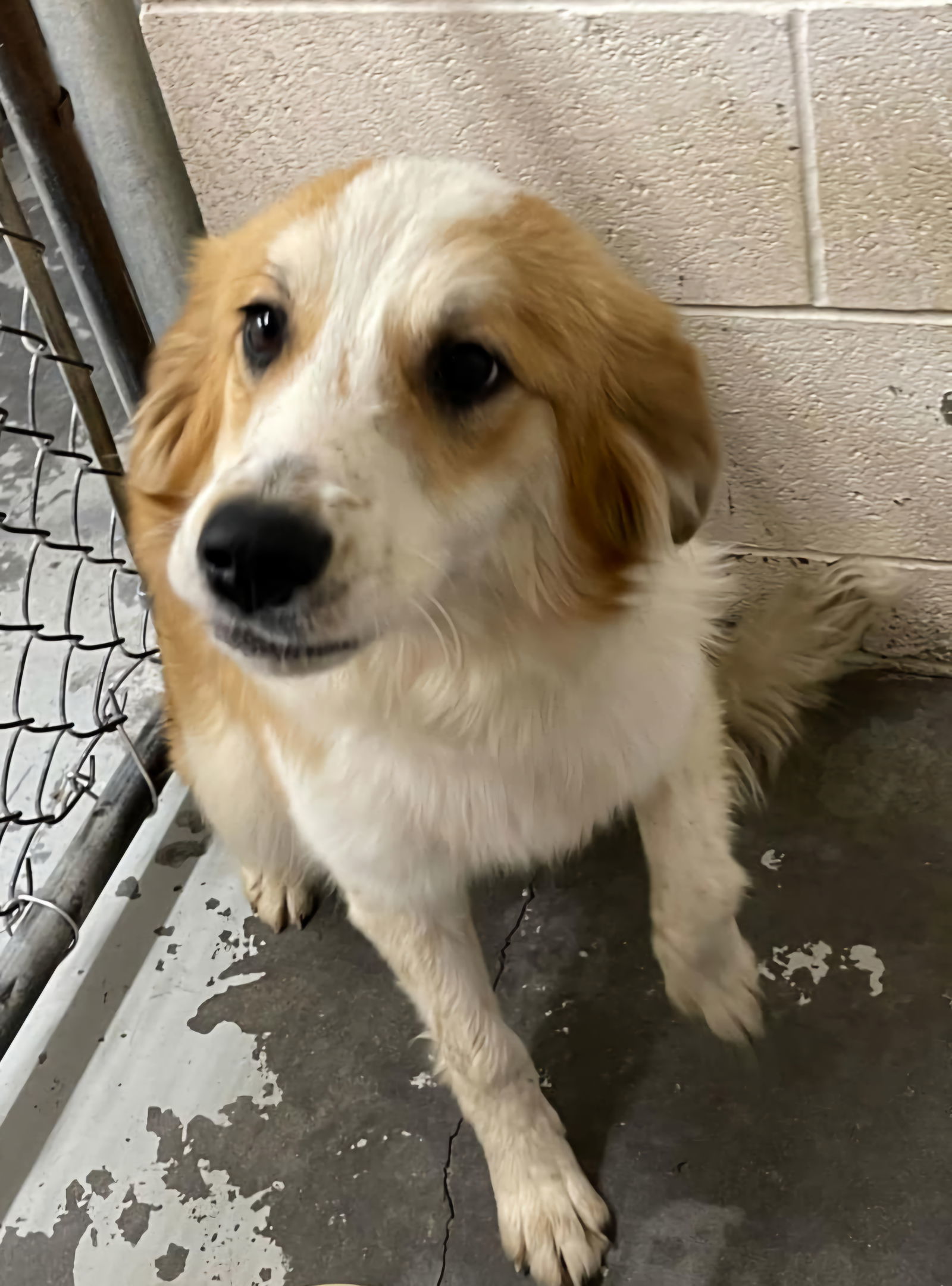 Nikita - available early april