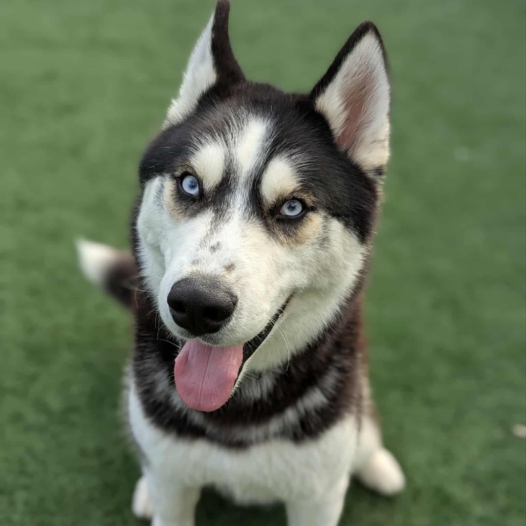 Zeus