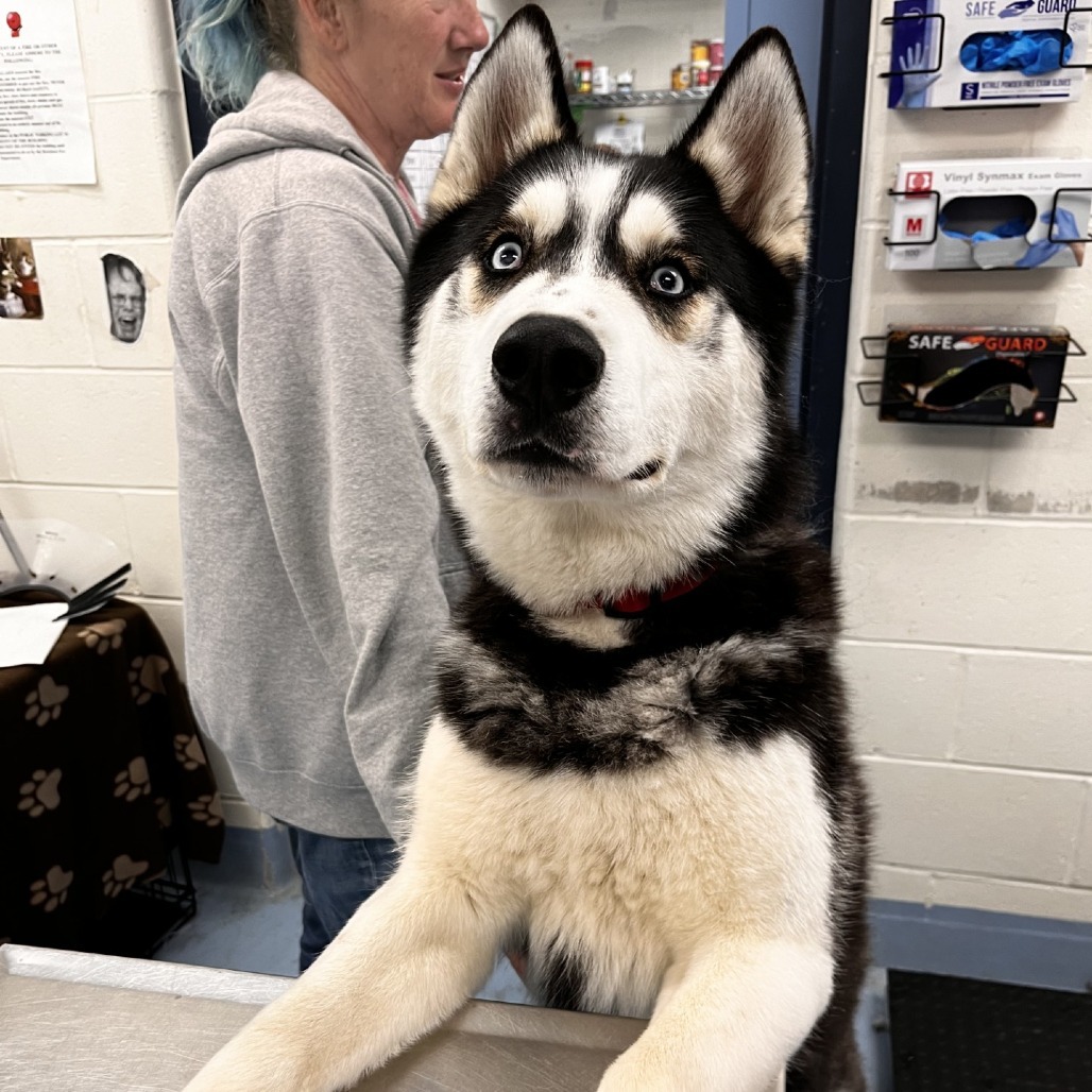 Zeus