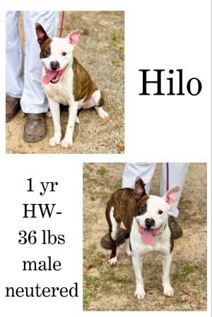 Hilo, Young Male unknown