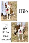 Hilo photo 1