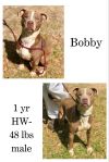 Bobby photo 1