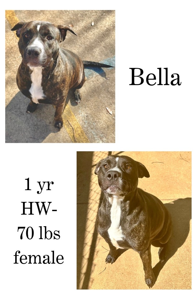 Bella