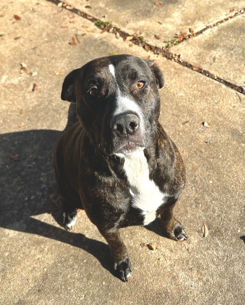 Bella
