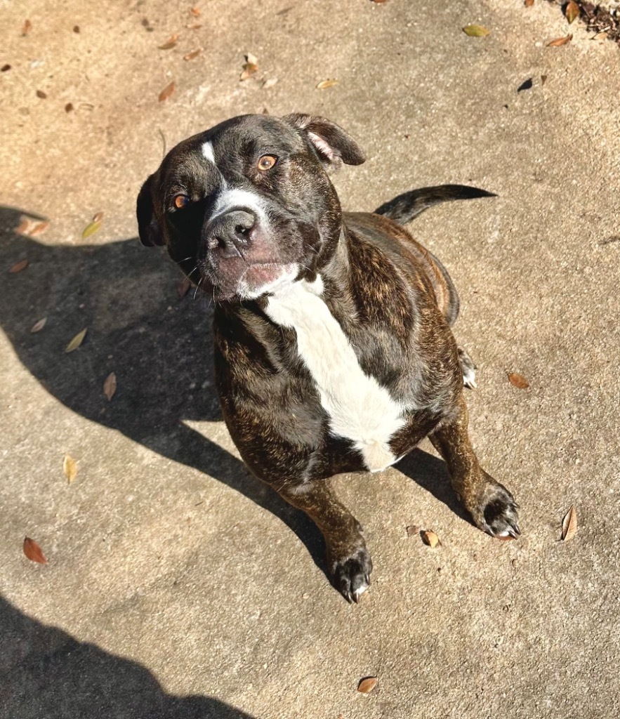 Bella