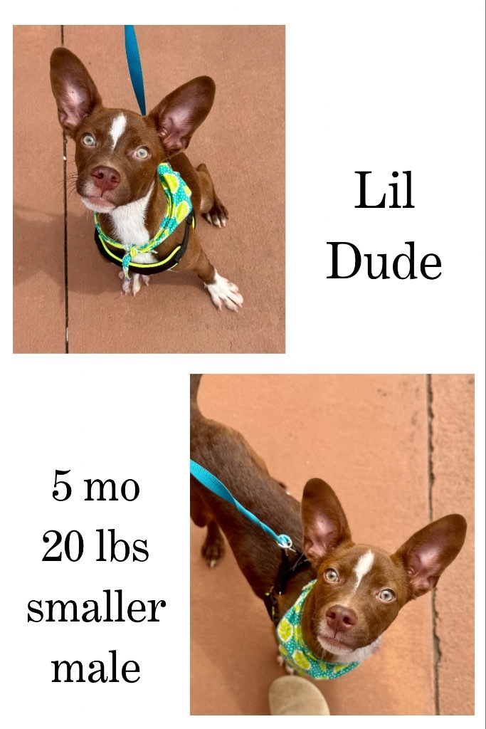Lil Dude
