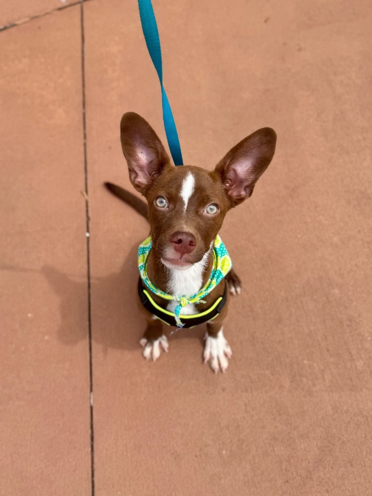 Lil Dude