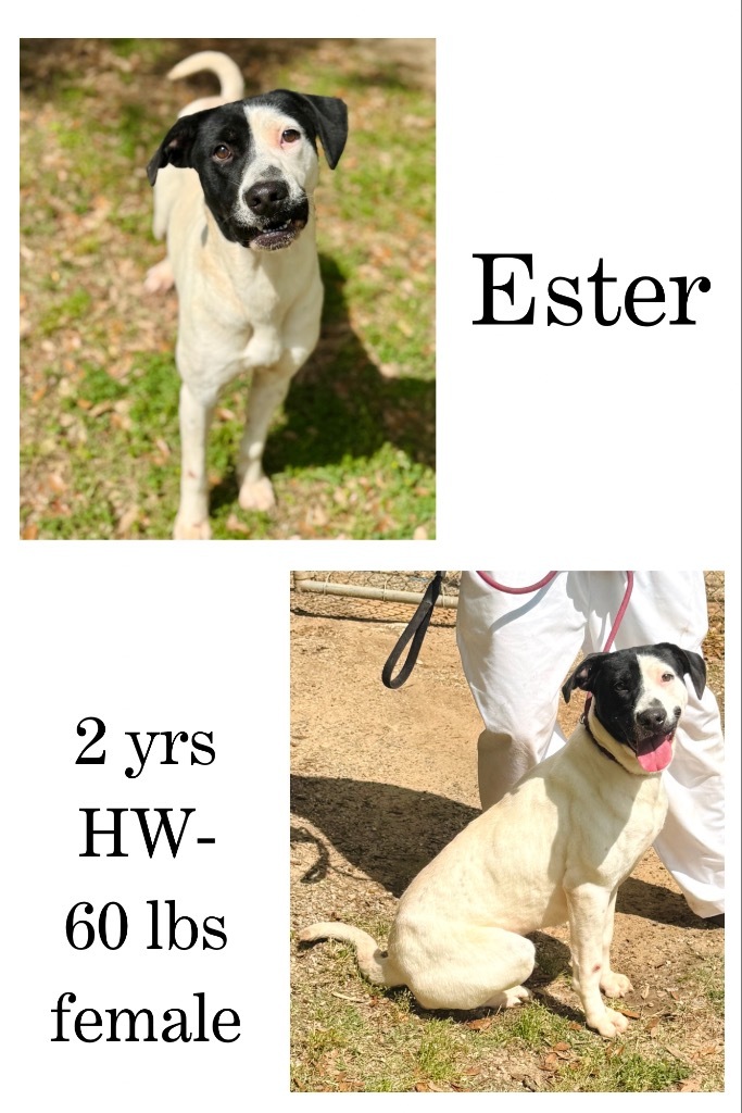 Ester