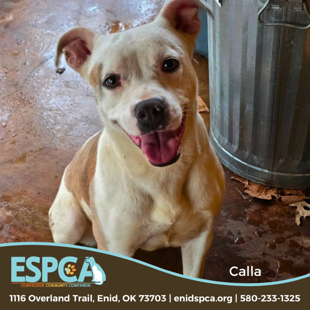 Calla