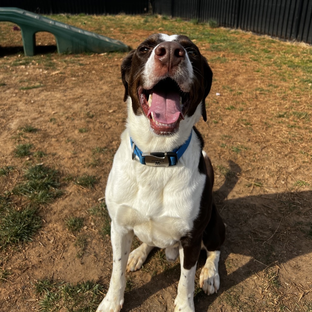 Benji
