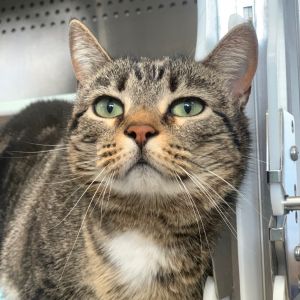 Princess, Adult Female Domestic Medium Hair