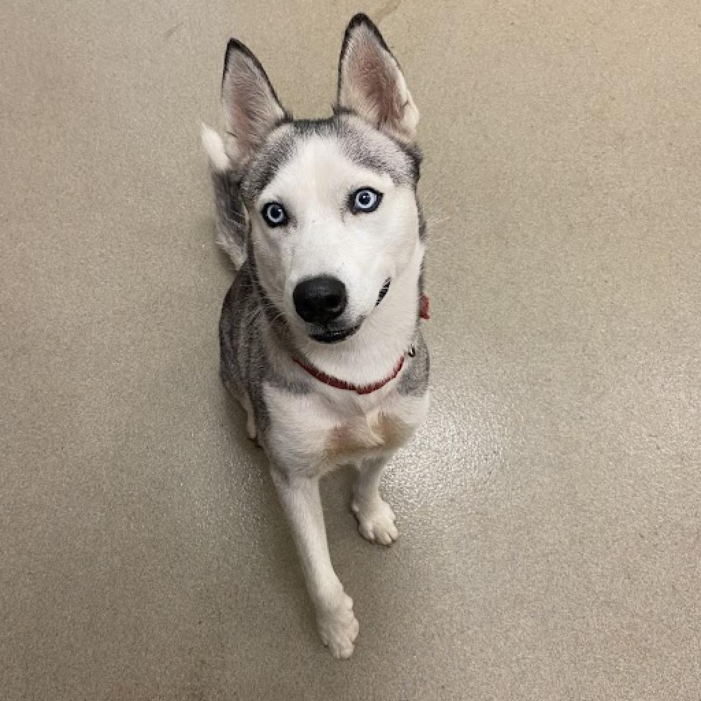 Elsa