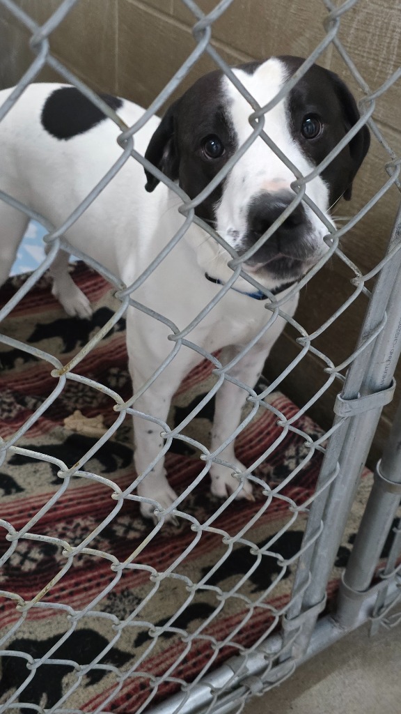 Scout, an adoptable Pit Bull Terrier in Virginia, MN, 55792 | Photo Image 1