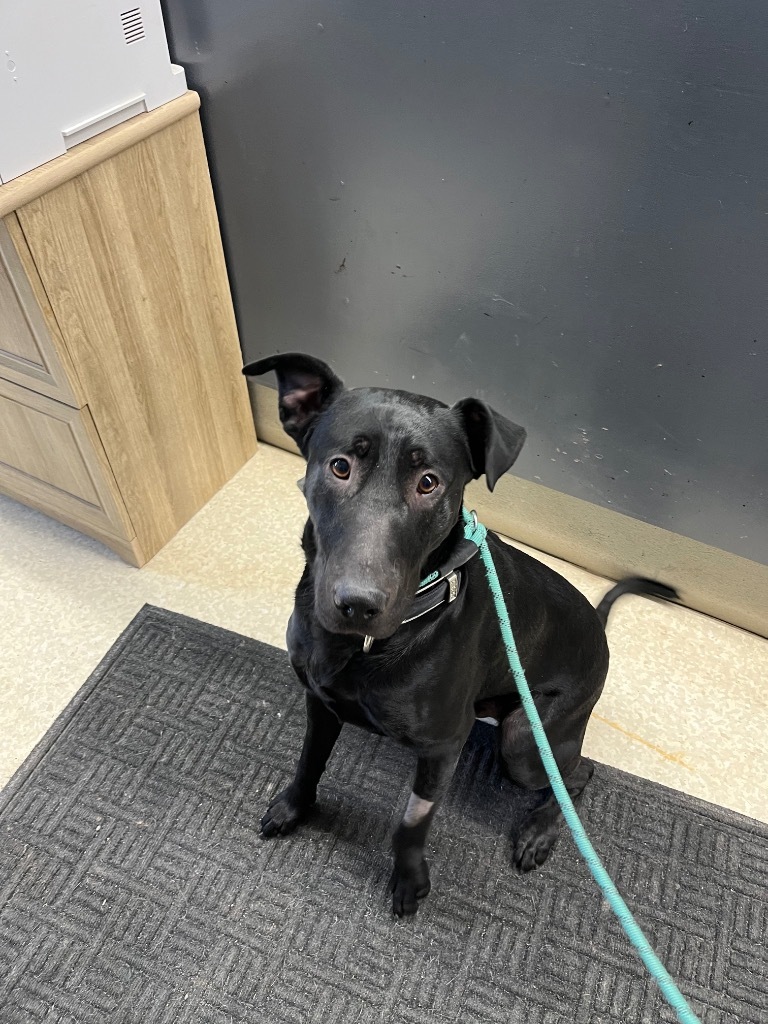 Smitty, an adoptable Black Labrador Retriever in Virginia, MN, 55792 | Photo Image 1