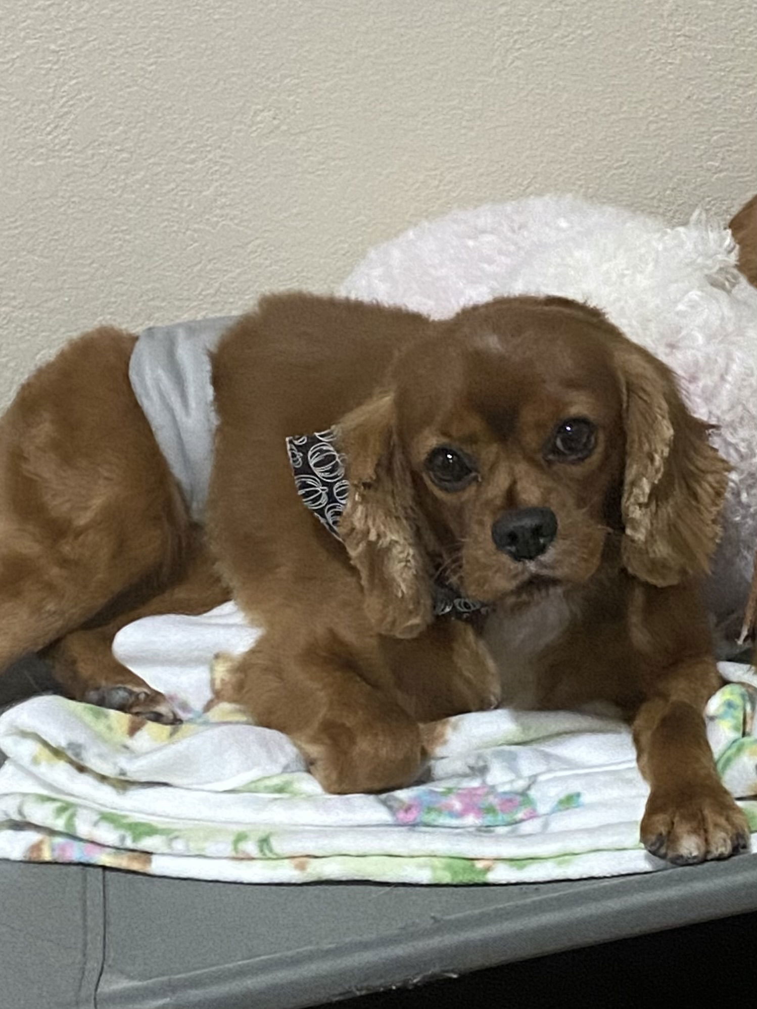 Charles (Charlie), an adoptable Cavalier King Charles Spaniel in Brandon, SD, 57005 | Photo Image 1
