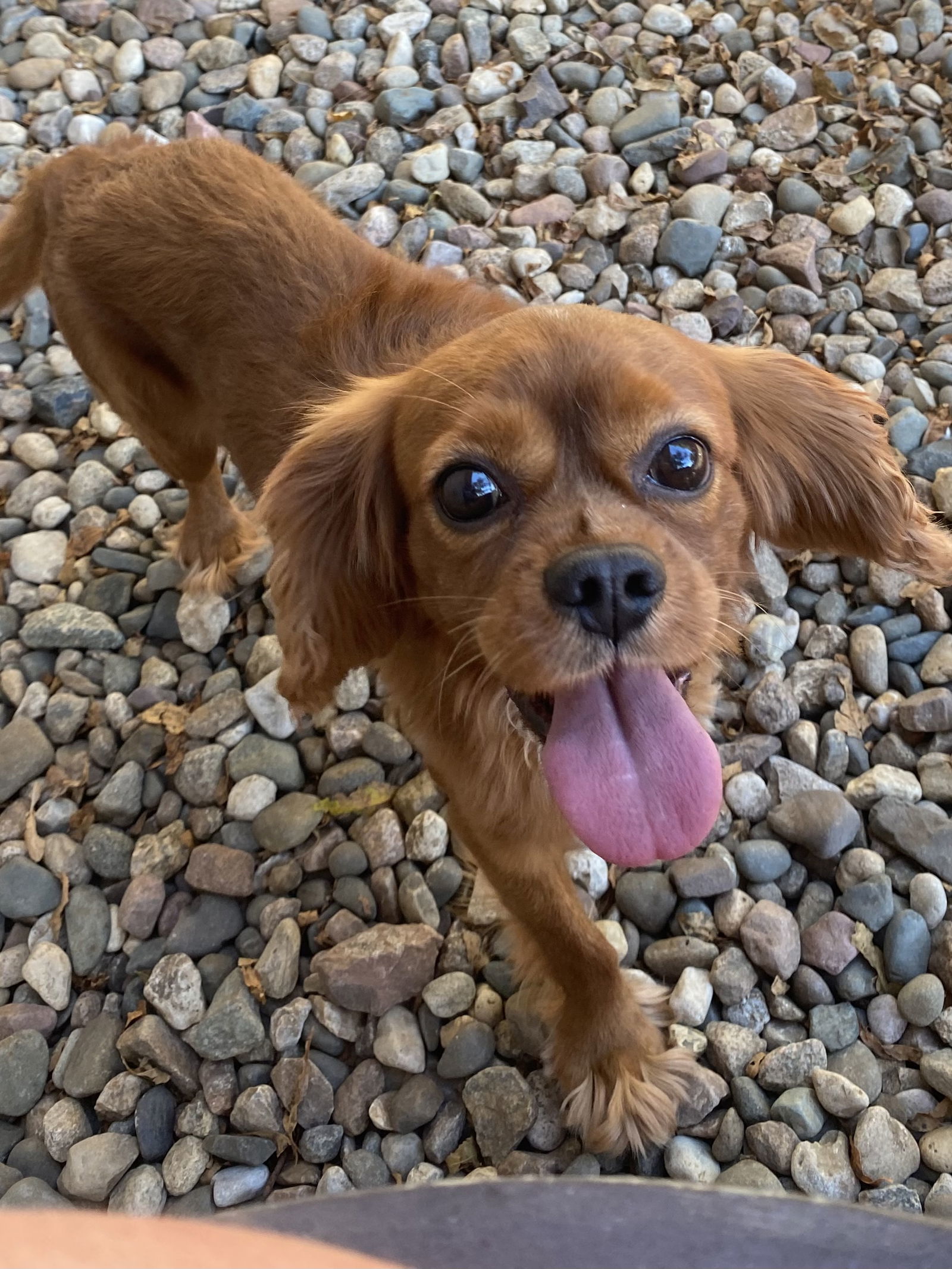 Charles (Charlie), an adoptable Cavalier King Charles Spaniel in Brandon, SD, 57005 | Photo Image 3