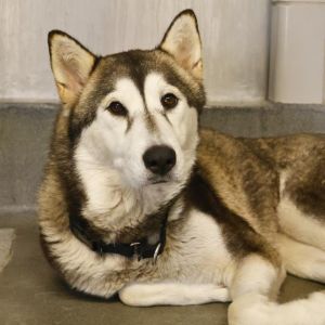 NYMERIA, Adult Female unknown