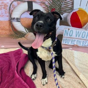 I WAS FOUND AT 6600 BLK ATLANTIC AVE LONG BEACH CA 90805 IN LONG BEACHMy adoption evaluation date