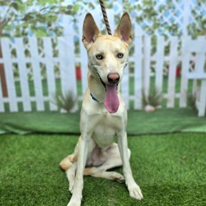 I WAS FOUND AT 2000 BLK OLIVE AVE LB 90806 IN LONG BEACHMy adoption evaluation date is 04052025